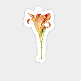 Orange Daylily Illustration Sticker